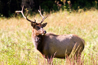 2013 Elk Photos